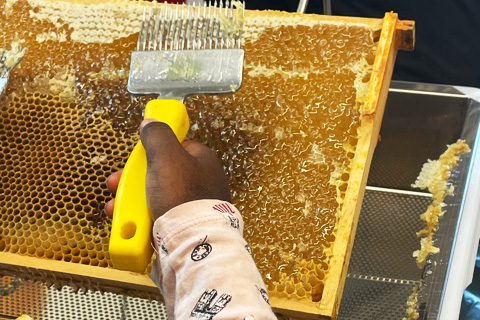 Imkerei an der Sternberg-Grundschule, Pestalozzi-Fröbel-Haus Berlin