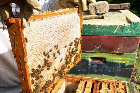Imkerei an der Sternberg-Grundschule, Pestalozzi-Fröbel-Haus Berlin