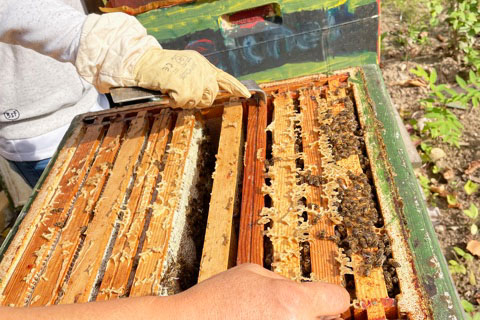Imkerei an der Sternberg-Grundschule, Pestalozzi-Fröbel-Haus Berlin