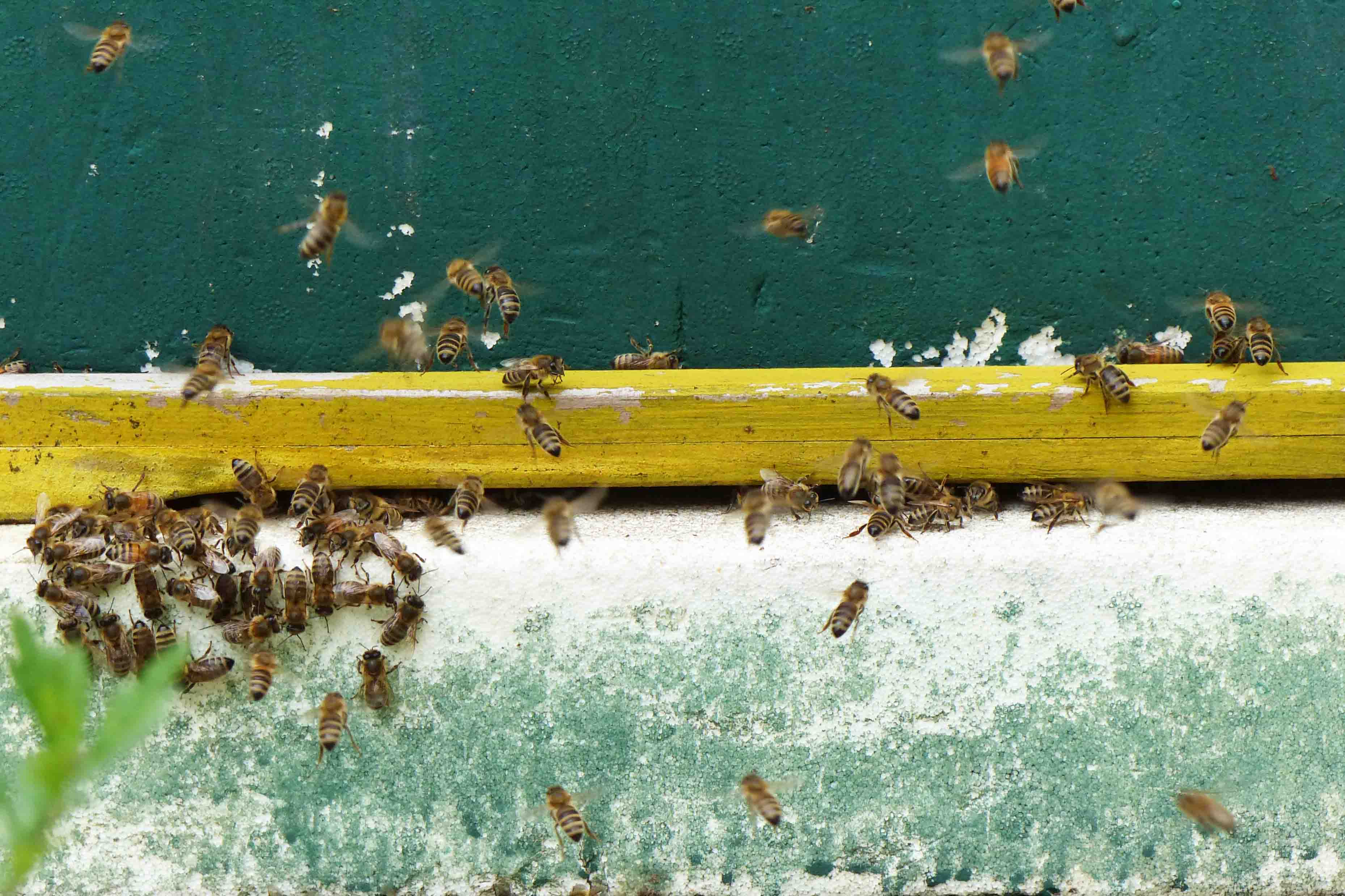 Imkerei an der Sternberg-Grundschule, Pestalozzi-Fröbel-Haus Berlin