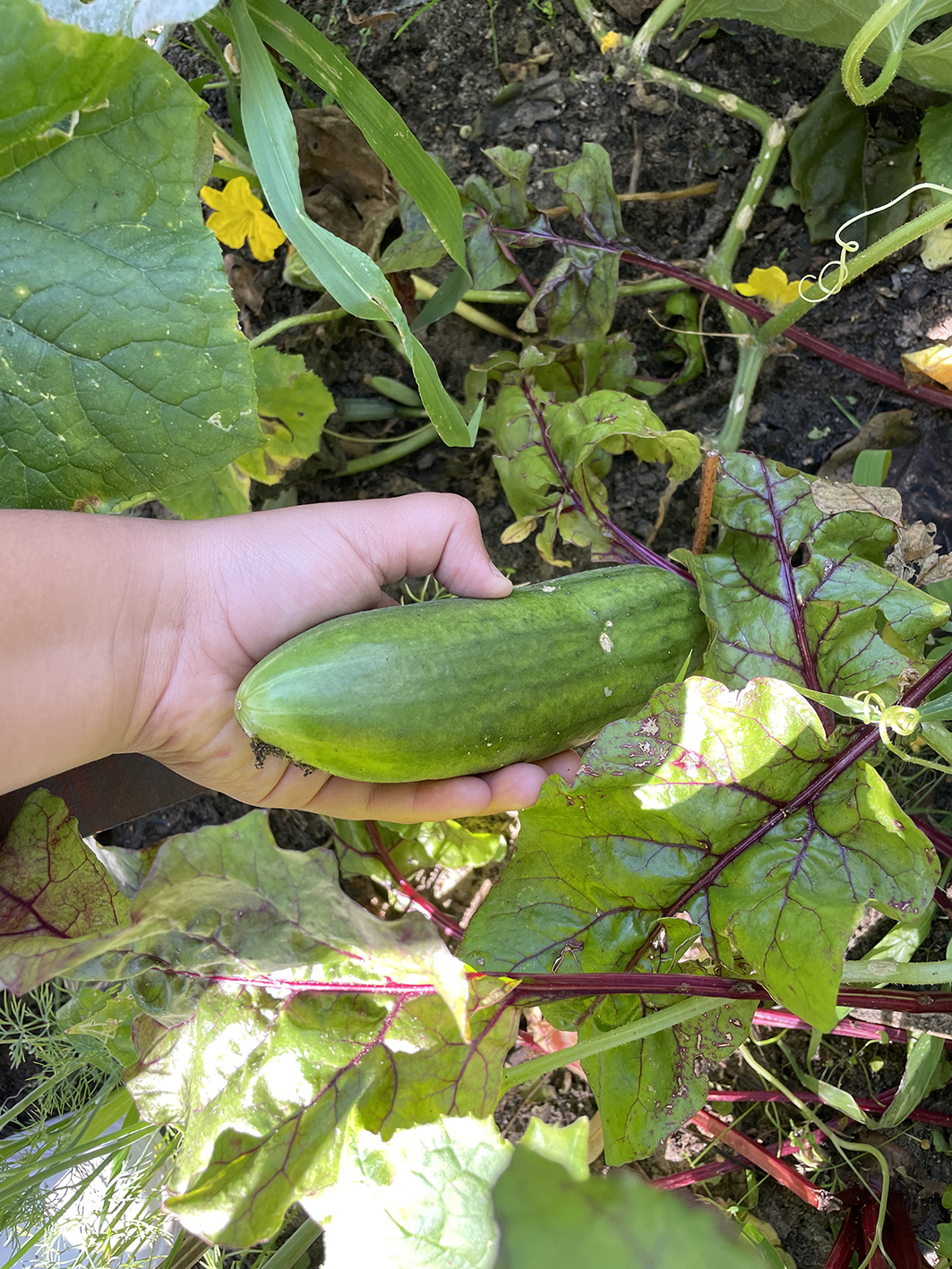 NWP Fliederbusch GS_Garten5_Nina Gawantka