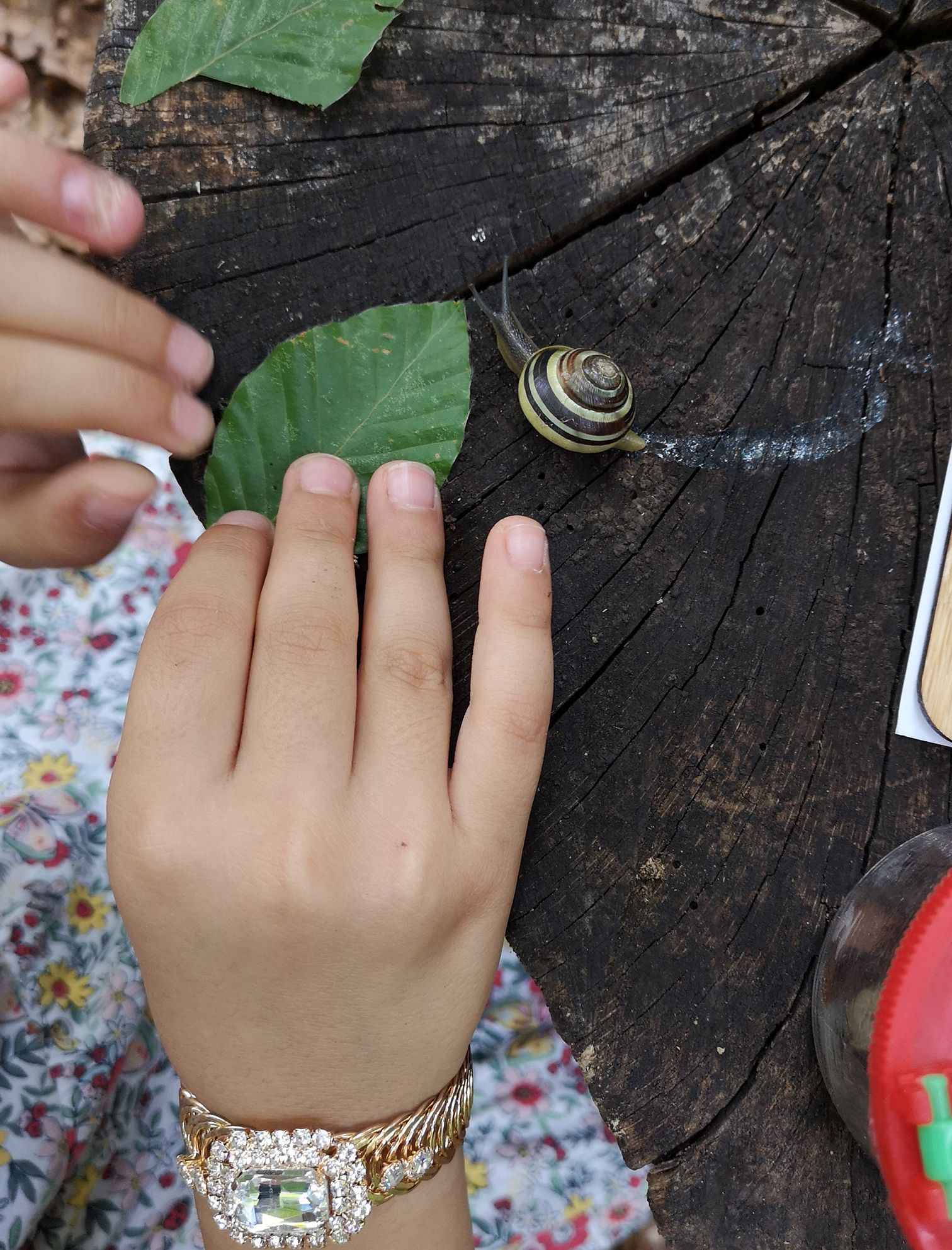 Eine Schnecke kriecht über die Oberfläche eines Baumstumpfs. Kinderhände halten Blätter in der Nähe und beobachten das Tier aus nächster Nähe.