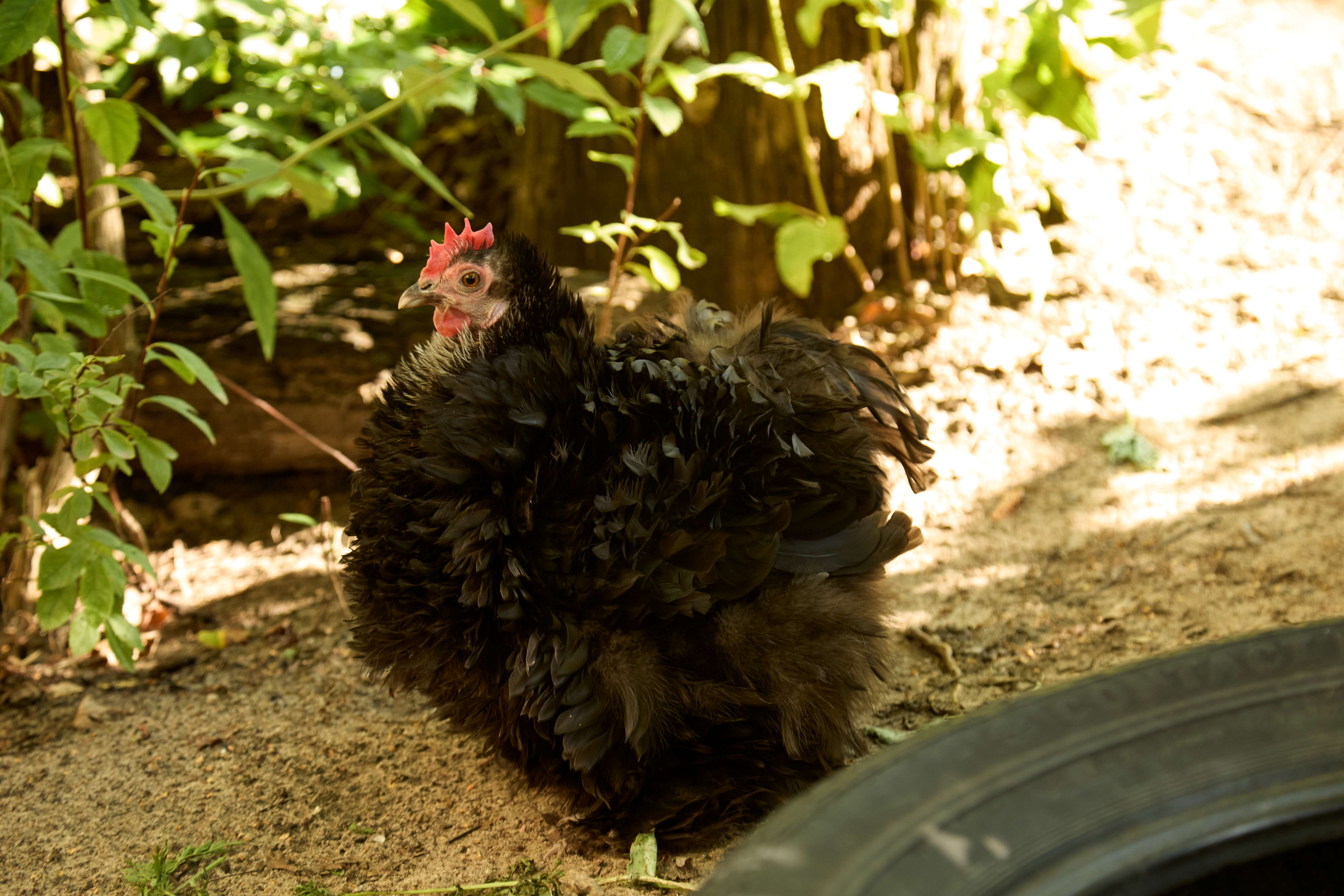 Ein schwarzes Huhn steht zwischen Blättern und Zweigen.