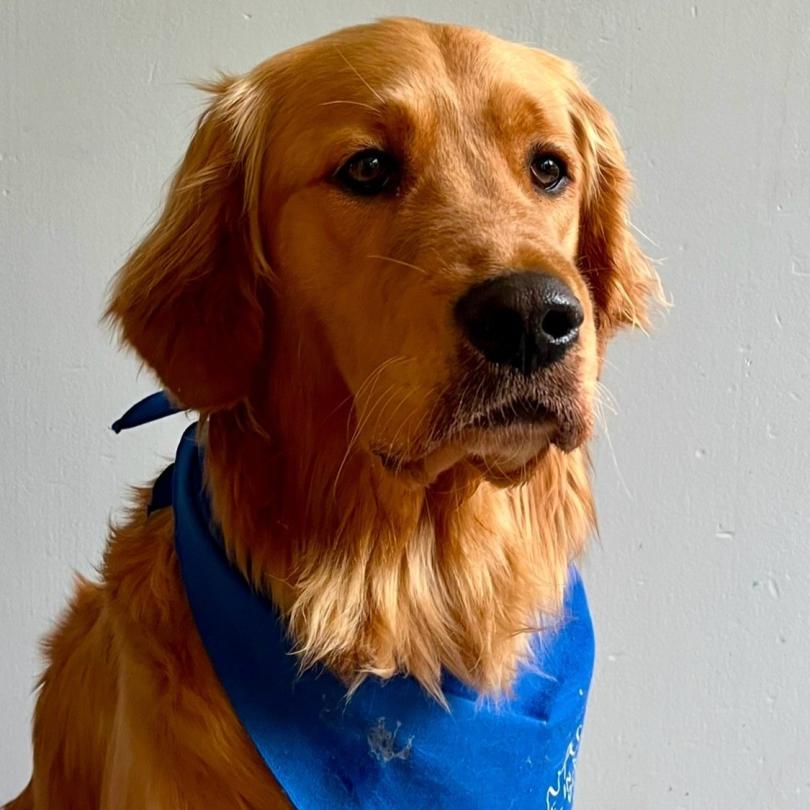 Ein Golden Retriever mit einem blauen Halstuch