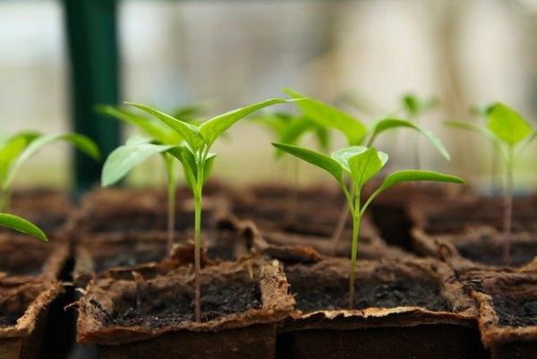 Gartenprojekt