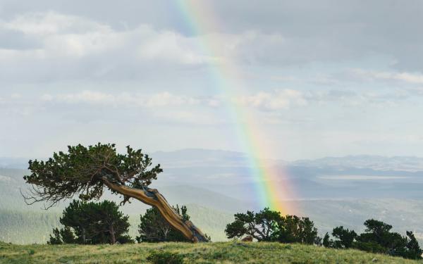 baum regenbogen