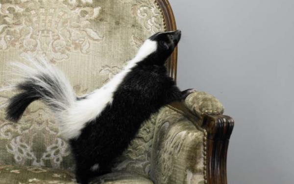 Stubenhocker leben gefährlich