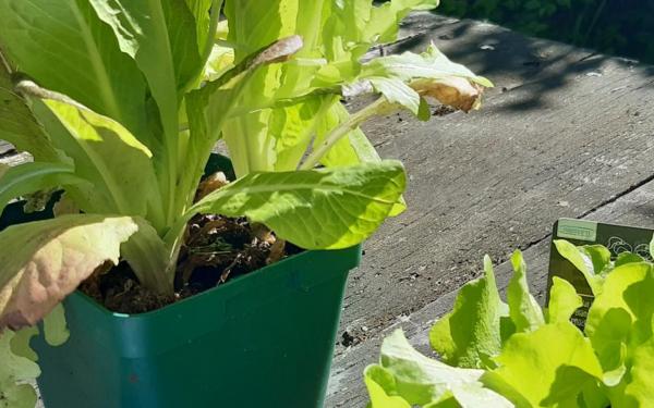 Community of Practice